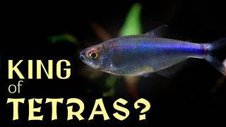 Blue King Tetras: Active, Beautiful and Easy (...Mostly)