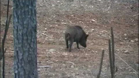 Georgia Hog Hunting