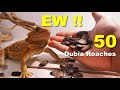 My Bearded Dragon Vs 50 Dubia Roaches !!! | I'm Going To Jail For This