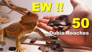 My Bearded Dragon Vs 50 Dubia Roaches !!! | I'm Going To Jail For This