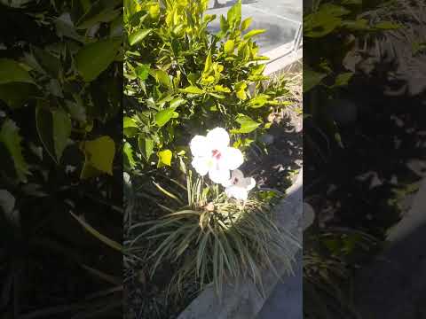 زهرة الكركديه الأبيض