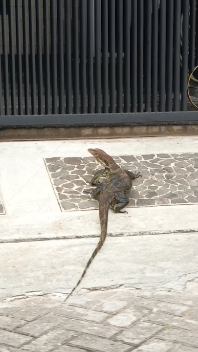 Pemenang Sound Biawak Lagi Santai Kawan #biawak #santai #lagisantai #kucing