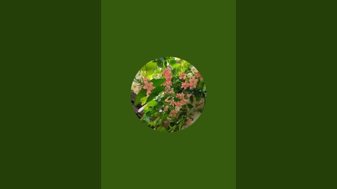 Hy gusy welcome to my channel 🙏