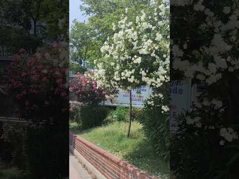 Какие растения сажают вдоль дорог в Турции? #олеандр #растения #турция #дороги #красивые #природа