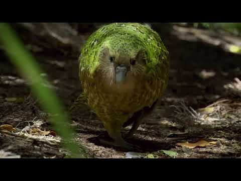 Vidéo: Les kakapo vivent-ils dans des terriers ?