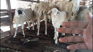 indukan dan bakalan domba yang baik untuk breeding
