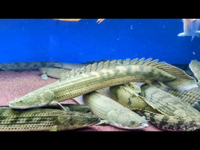 大きい水槽です 水族館の大水槽はどうやって作られているの？ NIPPURAが誇るアクリル
