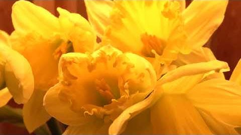 Daffodils Opening Timelapse