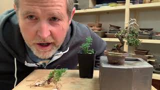 Bonsaify Wiring Juniper Cuttings To Make Mame Bonsai