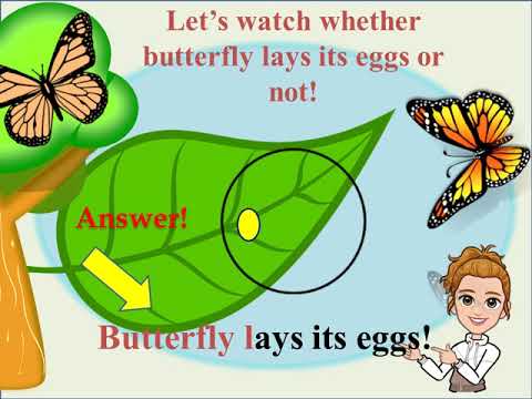 What is Oviparous