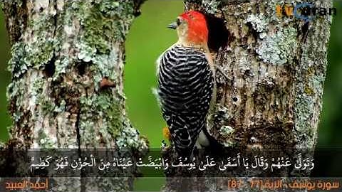 تلاوة رائعة من سورة يوسف للقارئ أحمد العبيد