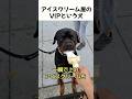 アイスクリーム屋のVIPという犬#犬 #どうぶつ