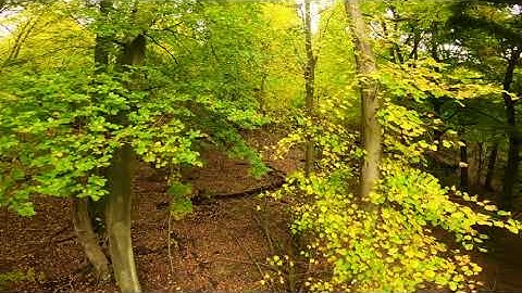 Cinewhoop FPV: Forest Exploration Proximity Shendrone Squirt v2