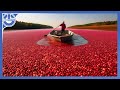 Cranberry Harvest: Discover the Secret Behind Harvesting Billions of Cranberries Weekly!