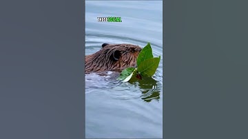 Beavers: Nature