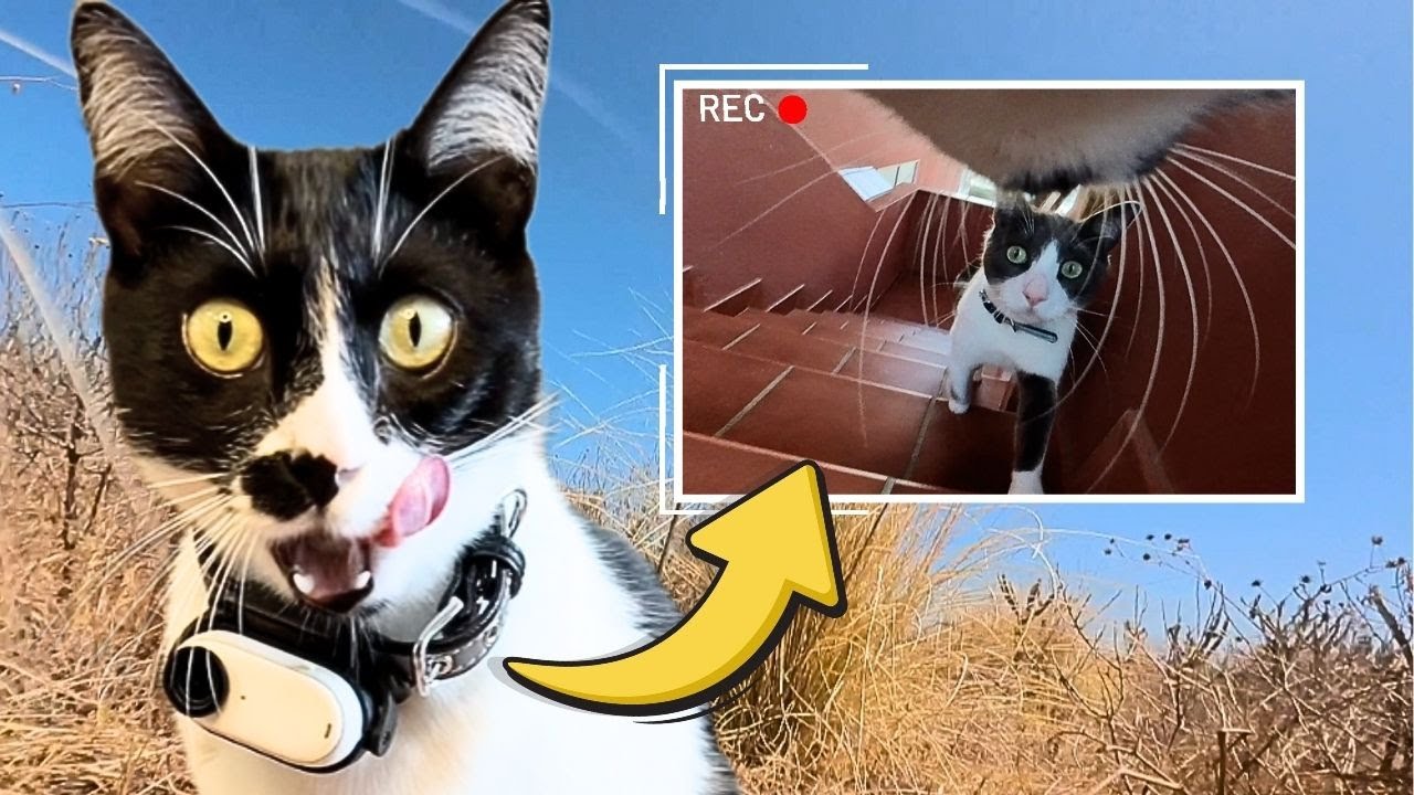 ACTION CAMERA on a CAT: exposing my cat’s secret life! - YouTube