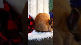 Bunny Looking For Spring