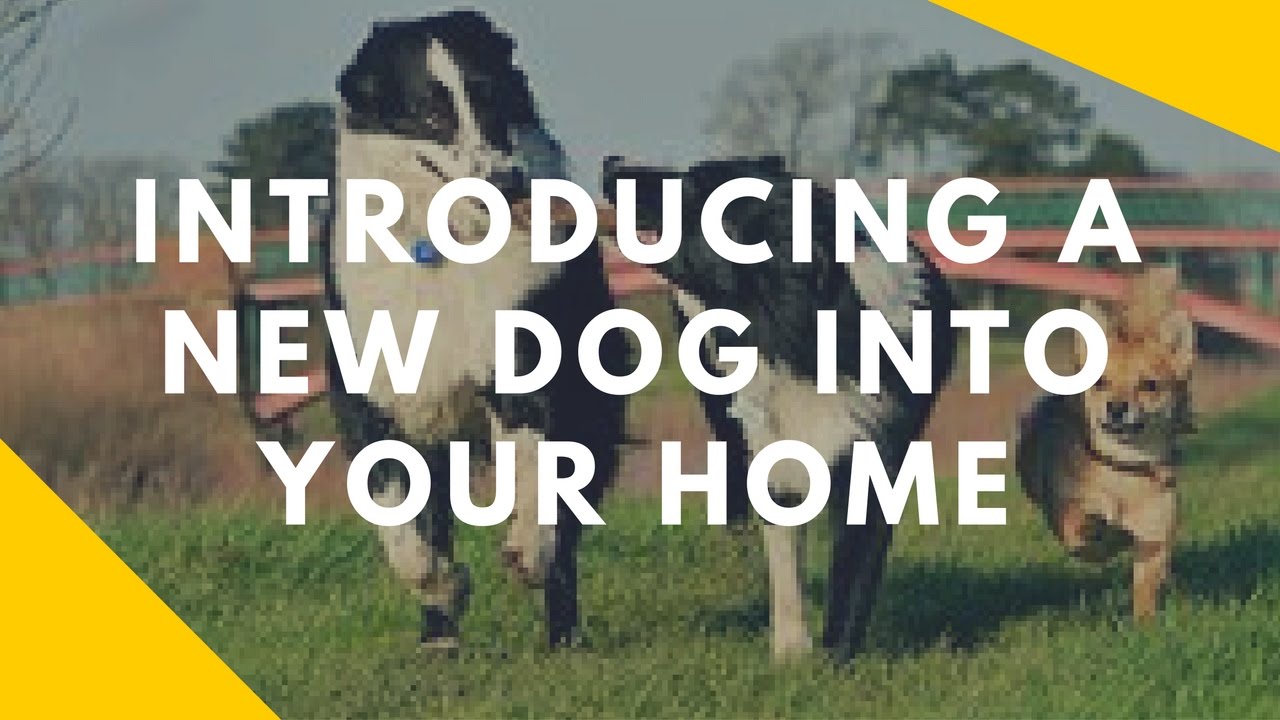 how do you introduce an old dog to a new home