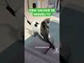 Esto está mejor que vida salvaje #gatoslindos #cats #elkioteinforma #historiasdegatos #neko