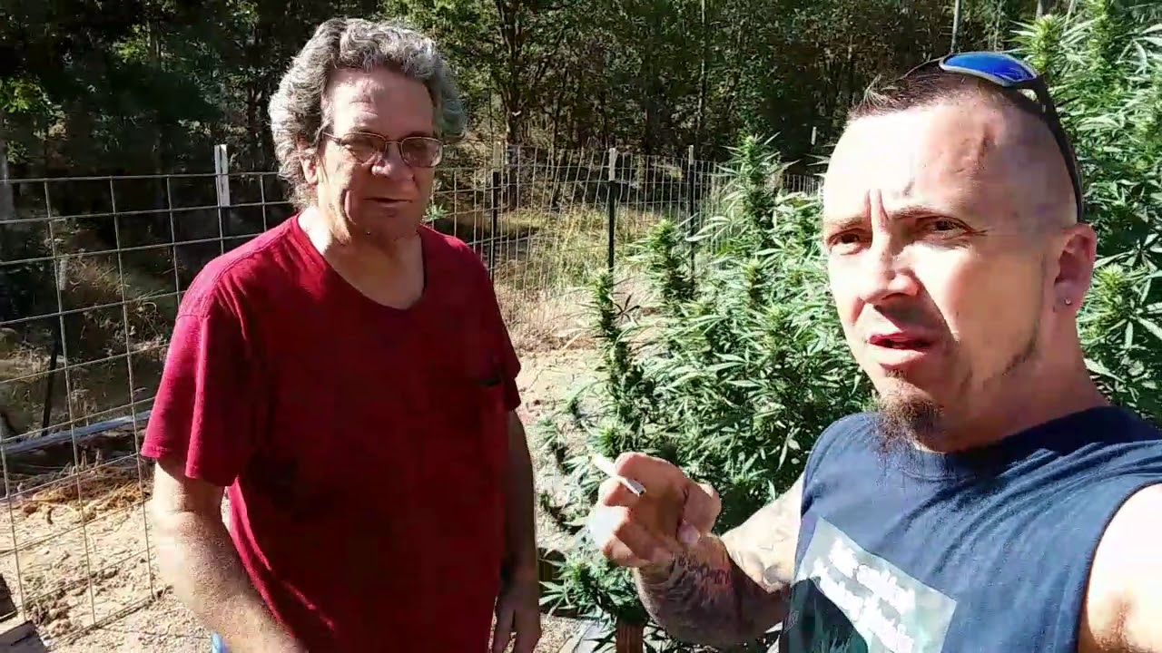 Jack Frost plant #1/ Selective Energy Placement for more efficient BUDS!!!