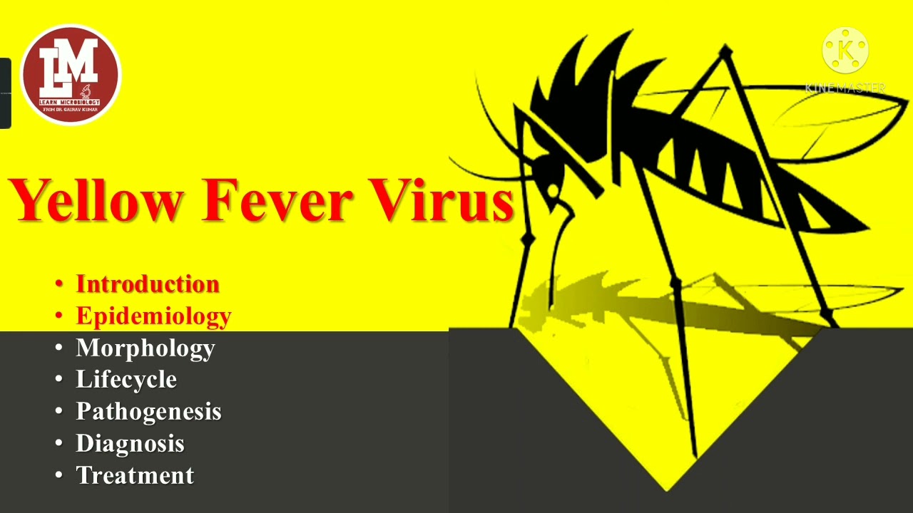 Yellow Fever Virus I Yellow Fever Virus life cycle I Yellow Fever Virus  pathogenesis I Diagnosis 