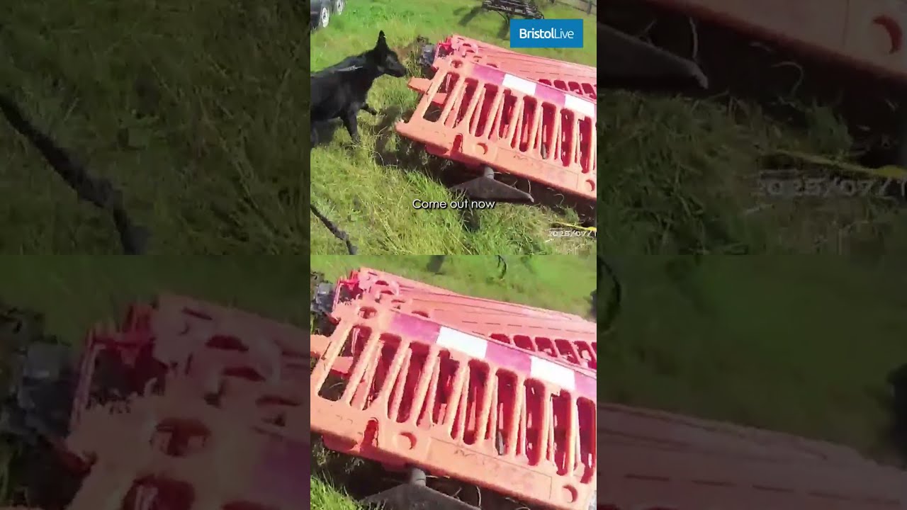 Dramatic Moment Police Dog Sinks Its Teeth Into 100mph Car Chase Driver