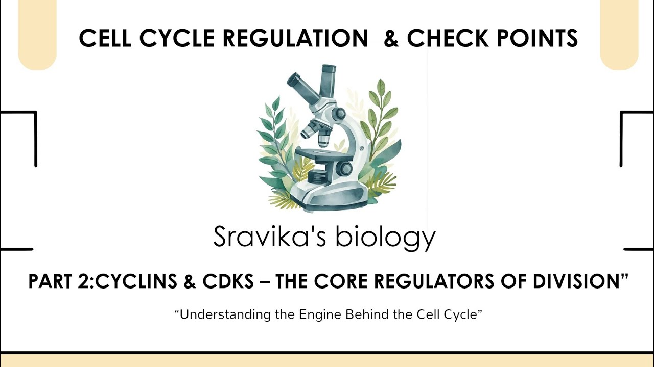Cell Cycle Regulation Part 2 |Cyclins & CDKs Explained | CSIR NET ...