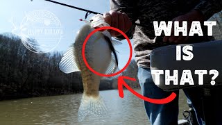 A Bad Day To Be A Crappie by Happy Hollow 9,708 views 1 month ago 13 minutes, 32 seconds