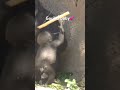 Gorilla baby start walking ❤️ first step😊✨👍