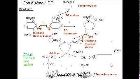 Enzyme tiêu hóa glucid ở cơ thể người năm 2024