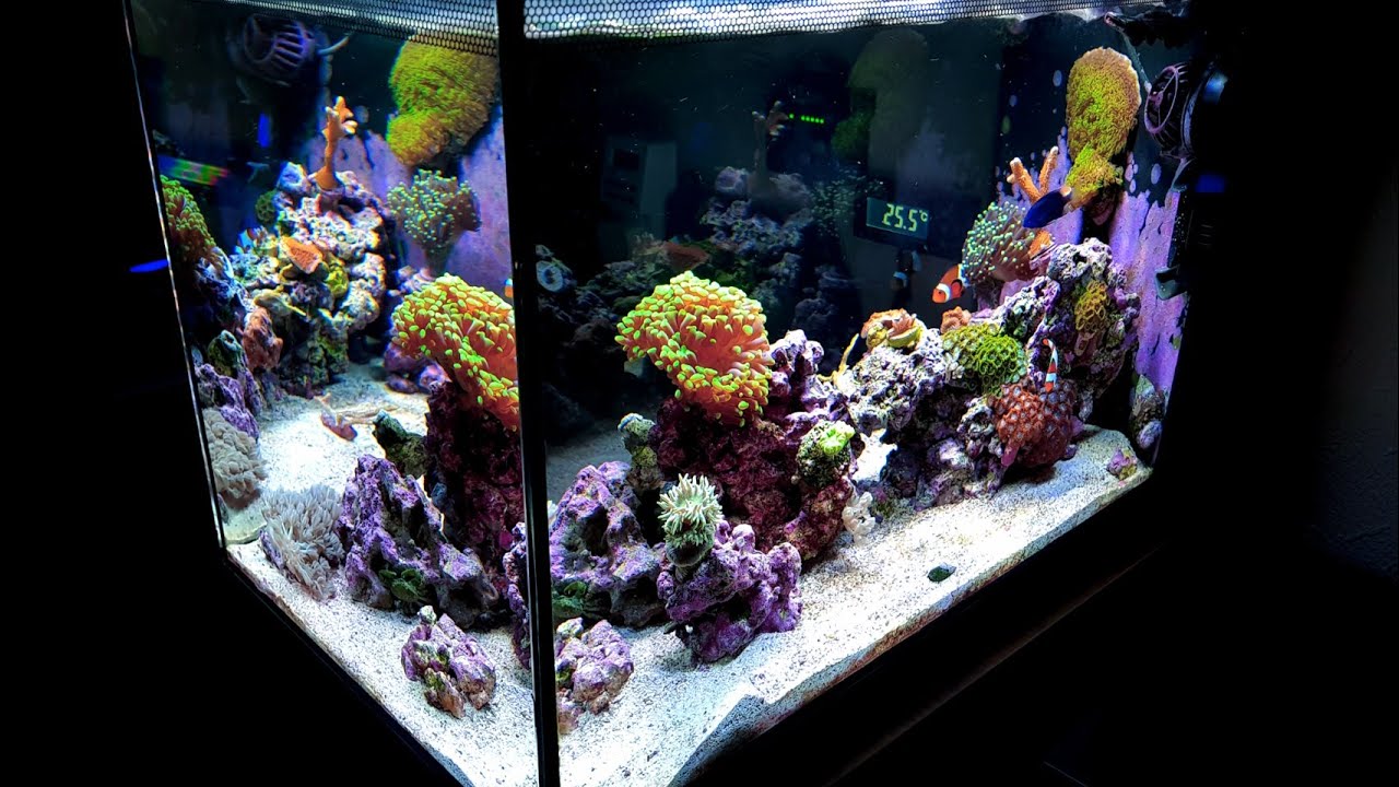 Best Fish To Clean Aquarium Glass How to clean aquarium glass