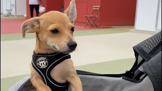 The Street Vet visits Tiny Homes in California