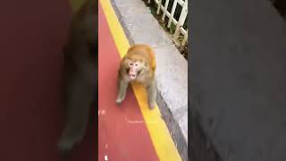 Angry monkey πππ #monkey #funny #animals #pets #cute #hilarious #zoo #funnyvideo