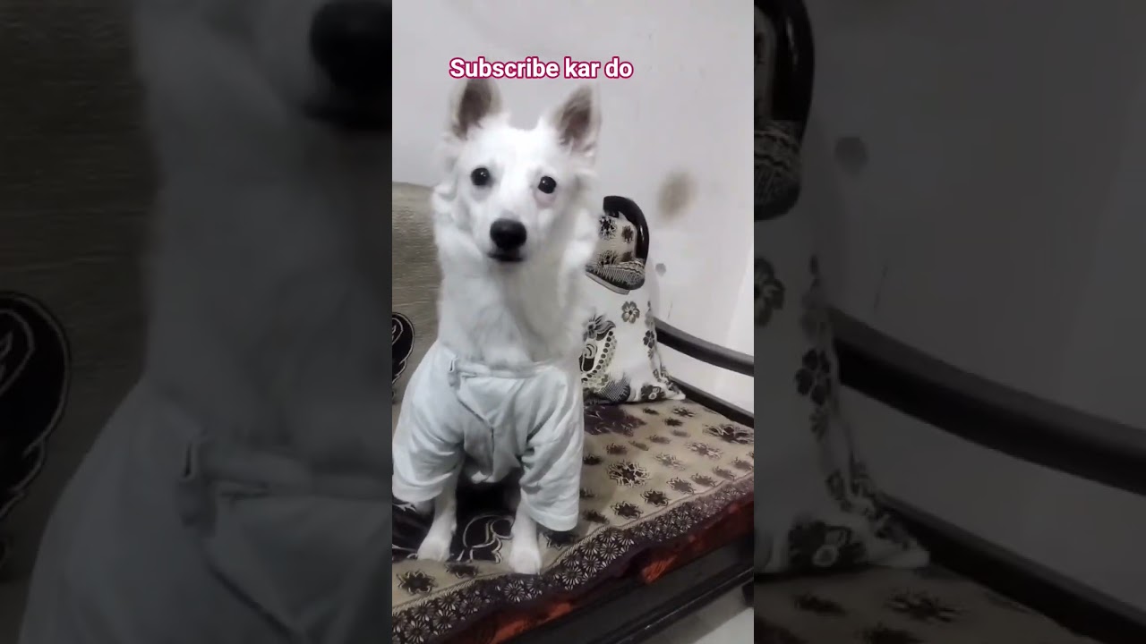#khubsurat ladki ki baat ki hai tuffy ne# subscribe for tuffy channel# dog lover#funny shorts#&hearts;️&hearts;️