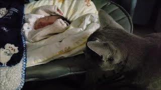赤ちゃんが気になってソワソワしてる猫達
