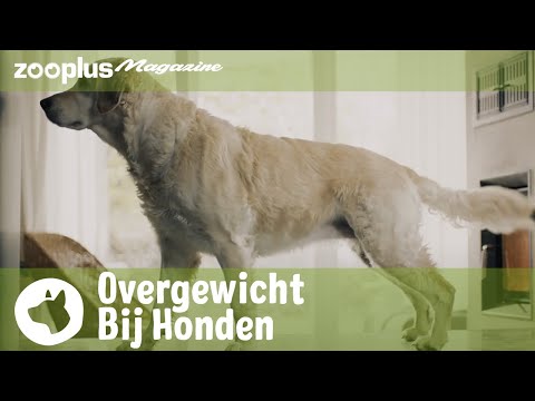 Video: Hoe weet u of uw hond overgewicht heeft