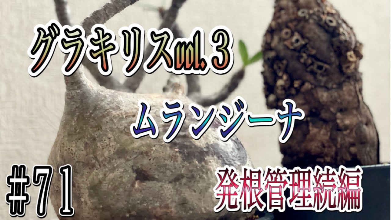 塊根植物/コーデックス』パキポディウムグラキリスvol.3＆ムランジーナ