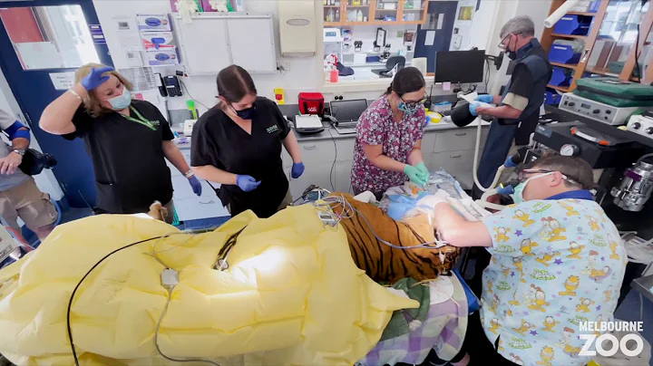 Dentist trip for Hutan the Sumatran Tiger