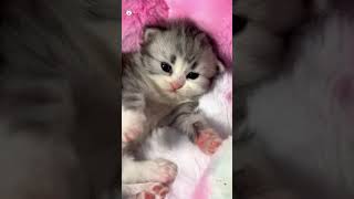 Cute Kittens❤️【53】#Shorts #Cutecat520 #Cat #Kittens #Pets