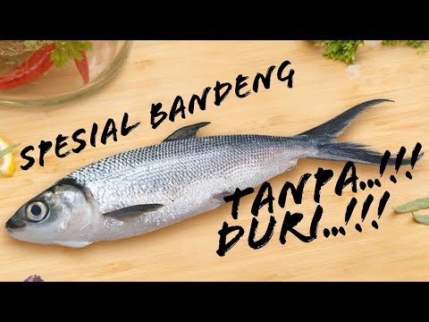 tutorial bandeng tanpa duri tutorial bandeng tanpa duri