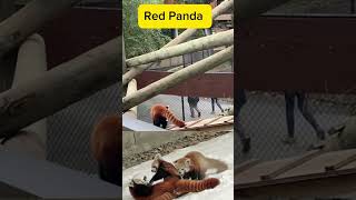 แพนด้าแดง,หมีควาย สัตว์เลี้ยงลูกด้วยนม สถานะใกล้สูญพันธุ์