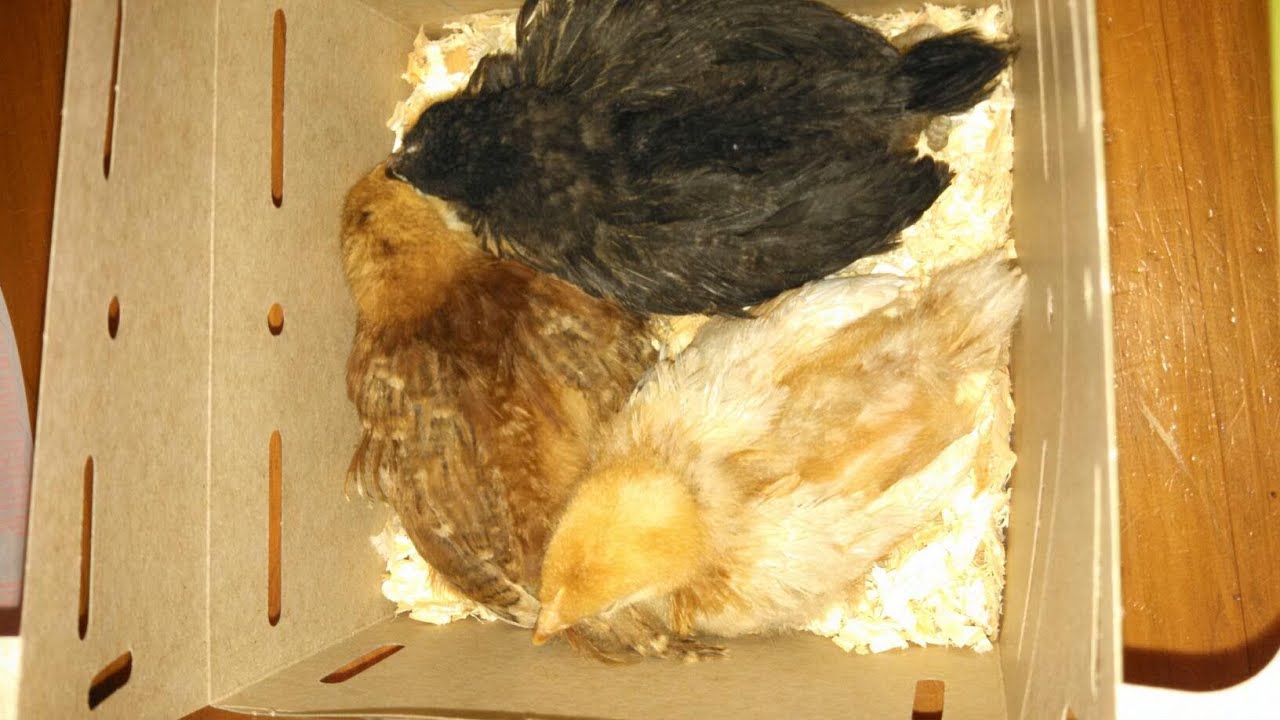 Raising Backyard Baby Chickens for Eggs in Portland, Oregon YouTube