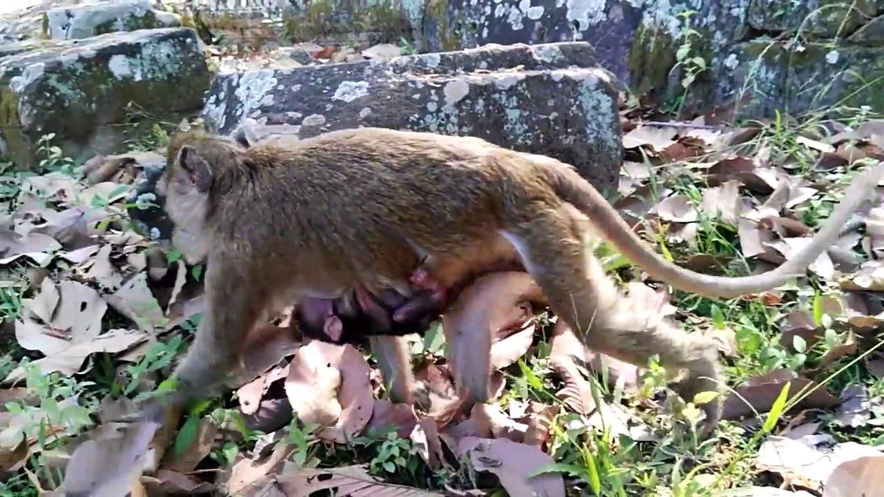 Why baby monkey and mom monkey unhappy with second son monkey? Coz second son monkey annoy baby all animals photos