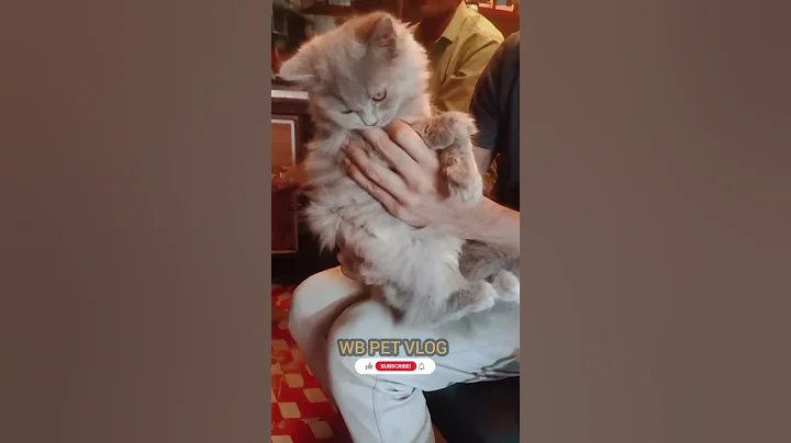 Video 7927111: russian blue persian kitten, russian blue persian cat, persiancat persians, persiancat cat kitten pets, persian exotic cats kittens, colour persian cat kitten