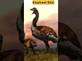 The Giant Elephant Bird That Couldn’t Fly! 🥚🦤#ElephantBird #ExtinctAnimals #AnimalFacts #GiantBird
