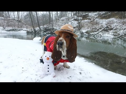 Video: Basset Hound Koirarotu Hypoallergeeninen, Terveys Ja Elämä