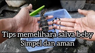 Tips memelihara salvator beby