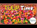 Tulip Time & Dutch Letters at Jaarsma Bakery - Vermeer Windmill - Pella, Iowa