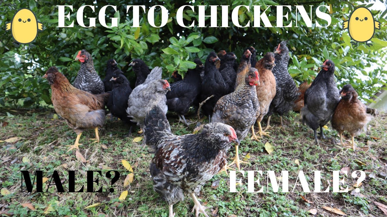 EGG TO CHICKEN PART 2 LOCKDOWN CHICKEN FARMING YouTube