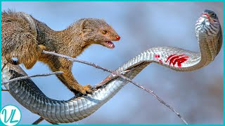 This is why Snakes Hate This Beast!